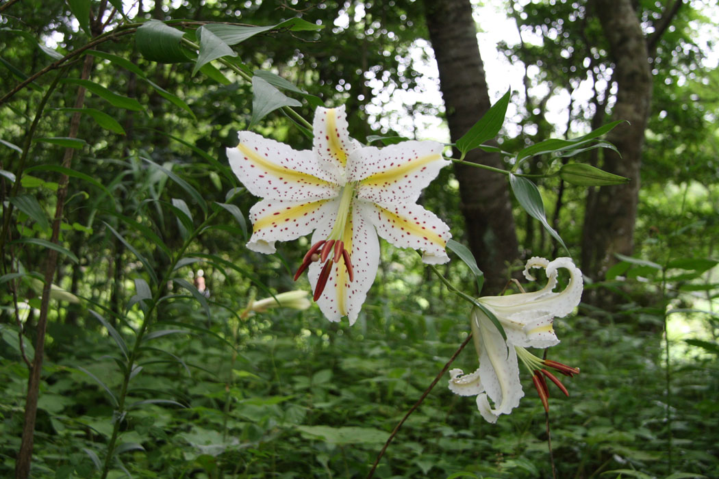 仕事の合間に立ち寄った箱根湿生花園です 